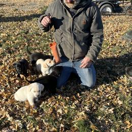 Labrador Retriever Puppies from Crown Royal hunting Labs