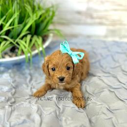 Pink Collar - Red female Cavapoo puppy in St George, Utah from Picture Perfect Doodles