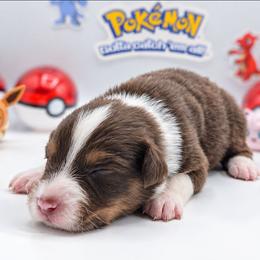 Psyduck - Red tri-color male Australian Shepherd puppy in Riverside, California from Aus Cal (Aussies of soCal)