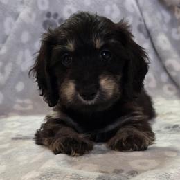 Saber - Black and cream male Dachshund puppy in Tonopah, Arizona from Desert Diamond Dachshunds