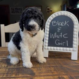 Black and White Girl - Parti female Goldendoodle puppy in Jasper, Georgia from Owen Doodles