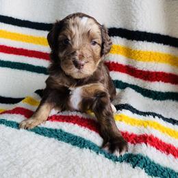Aussiedoodle and Australian Shepherd Puppies from Homestead Aussies & Doodles