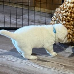 Winter - Yellow female Labrador Retriever puppy in Charleston, Maine from Puddledock Pups