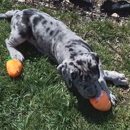 Great Dane Puppies from Waldhaus
