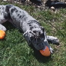 Great Dane Puppies from Waldhaus