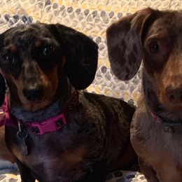 Dachshunds from Teresa Depue's Dachshunds
