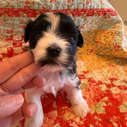Lottie - Black and white female Havanese puppy in Apopka, Florida from Dunhill Havanese