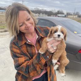 Bernedoodle, Cavapoo, and Goldendoodle Puppies from Zink Doodles