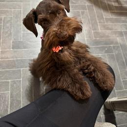 Mocha - Miniature Schnauzer