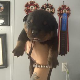 Brown - Black and mahogany male Rottweiler puppy in Cleveland, Texas from Vom Haus Fantasy Rottweiler Kennel