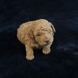 Boy 3 - Apricot male Poodle puppy in Blanchard, Oklahoma from Teresa’s Fur Babies