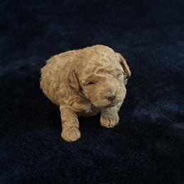 Boy 3 - Apricot male Poodle puppy in Blanchard, Oklahoma from Teresa’s Fur Babies