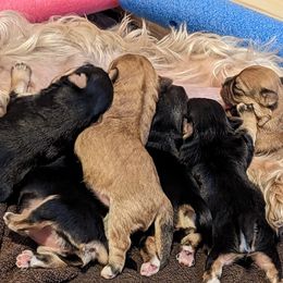 Morkie Puppies from Weiss's Puppies
