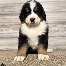 Bruno - Bernese Mountain Dog puppy in New Haven, Indiana from Milan Berners