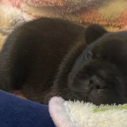 French Bulldogs from Hilary's Frenchies