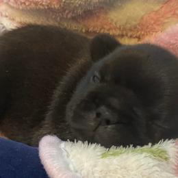 French Bulldogs from Hilary's Frenchies