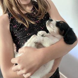 Dachshund Puppies from Vandruff Creek Mini Dachshunds