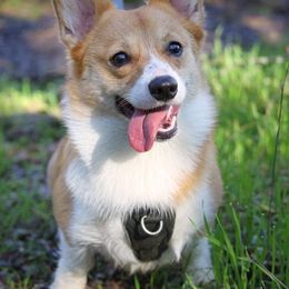 Pembroke Welsh Corgi All Grown Up from G.G.'s Corgis
