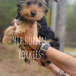 Yorkshire Terrier Puppies from Hip Hoppin Yorkies