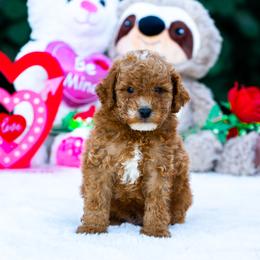 Buzz - Apricot male Poodle puppy in Fort Myers, Florida from Blossom Paws