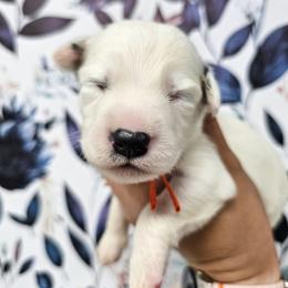 Orange - White and black male Dalmatian puppy in Gray, Georgia from Fuller Spots