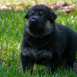 Hero (gold collar) - Bi-color German Shepherd puppy in North Carolina from Living Waters Shepherds