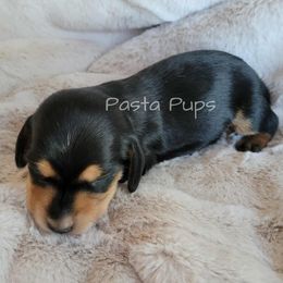AKC Bratwurst - Black and cream male Dachshund puppy in Texarkana, Arkansas from Pasta Pups Miniature Dachshunds