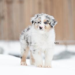 Flicker - Blue merle female Australian Shepherd puppy in Woodford, Virginia from Skyborne Australian Shepherds