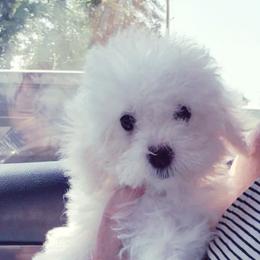 Maltipoo Puppies from Little Cupcakes and Little Punkins Maltipoos