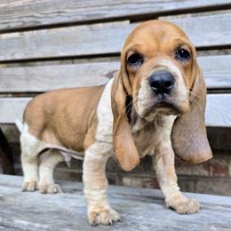 Zion - White male Colombian Fino Hound puppy in Kingston, Tennessee from Fino Hounds USA