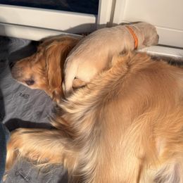 Golden Retriever Puppies from PSI LOVE YOU Goldens