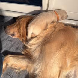 Golden Retriever Puppies from PSI LOVE YOU Goldens