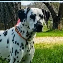 King - Dalmatian