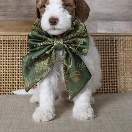 Groopert - Parti male Goldendoodle puppy in Warsaw, Ohio from Lovabledoodles