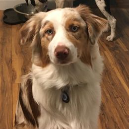 Sasha - Australian Shepherd