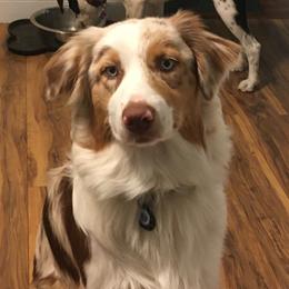 Sasha - Australian Shepherd