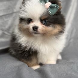 Tulip - Blue merle female Pomeranian puppy in Newport Beach, California from Exotic City Pomeranians and chihuahuas