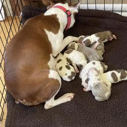 Boston Terrier Puppies from Bluffview Boston