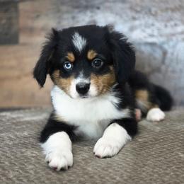 Peanut - Black tri male Miniature Australian Shepherd puppy in Killen, Alabama from Wilkers Wholehearted Mini Aussies