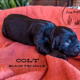 Boy 1 - Black tri male Miniature Australian Shepherd puppy in Apache Junction, Arizona from Circle T Mini Aussies