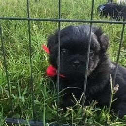 Beau - Black male Shih Tzu puppy in Troutville, Virginia from Mountain Pass Barn