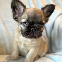 French Bulldogs from LilyBelle Farms