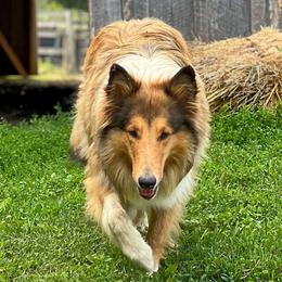 Dakota - Collie