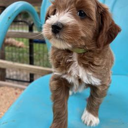 Green collar boy - Apricot male Goldendoodle puppy in Fairfield, California from Twin Sisters Doodles