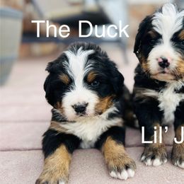 The duck - Black rust and white male Bernese Mountain Dog puppy in Paradise Valley, Nevada from Bayles Berners