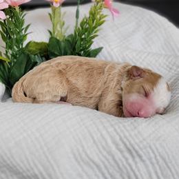 Patriot - Tri-color male Bernedoodle puppy in Warrior, Alabama from Elite Goldendoodles and Bernedoodles