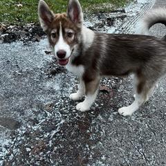 Native American Indian Dog Puppies from Corn Moon Kennels