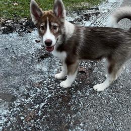 Native American Indian Dog Puppies from Corn Moon Kennels