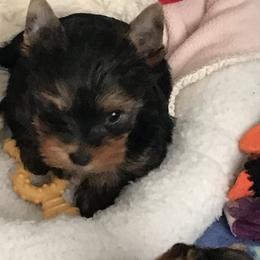 Yorkshire Terriers from Shining Star Yorkies