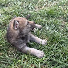 Boy 4 - Silver gray male Czechoslovakian Vlcak puppy in Boon, Michigan from Mikai's Pack